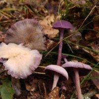 Violetter Lacktrichterling (Laccaria amethystina)